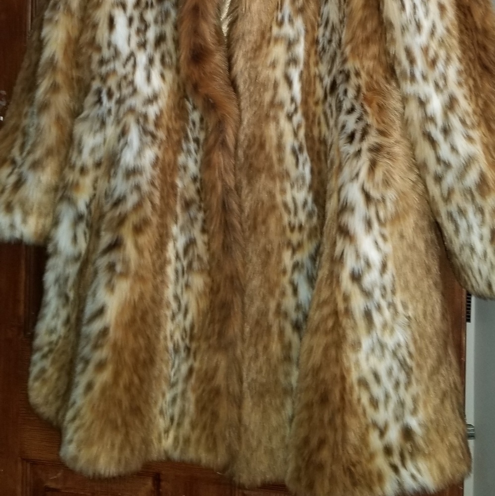 Cheetah - Picture 4 of 4